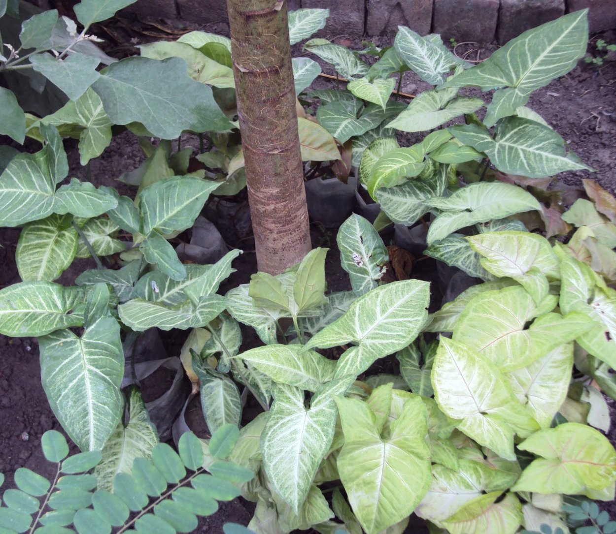 Лиана сингониум в дикой природе