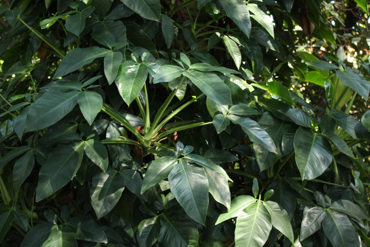 Лиана сингониум в дикой природе