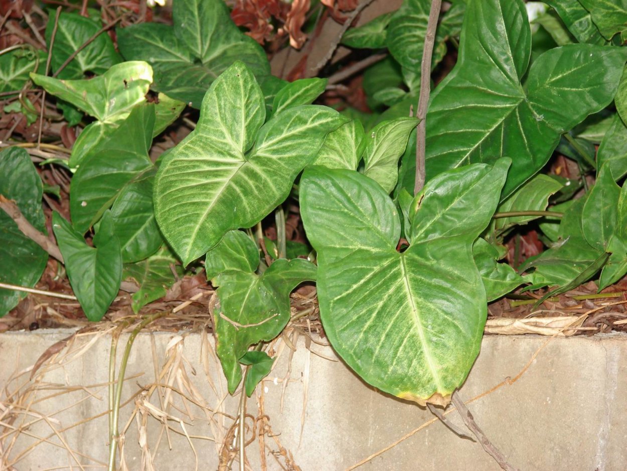 Сингониум podophyllum