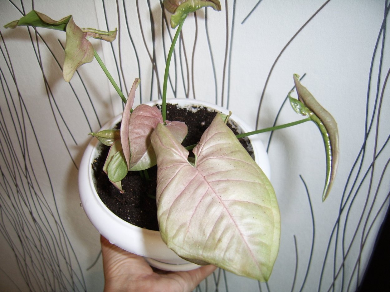 Сингониум трипс