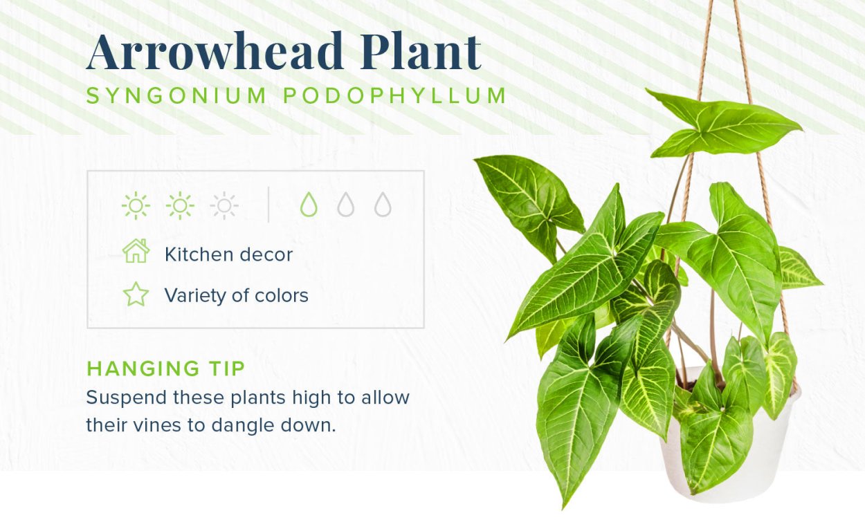 Сингониум уход для детей схема