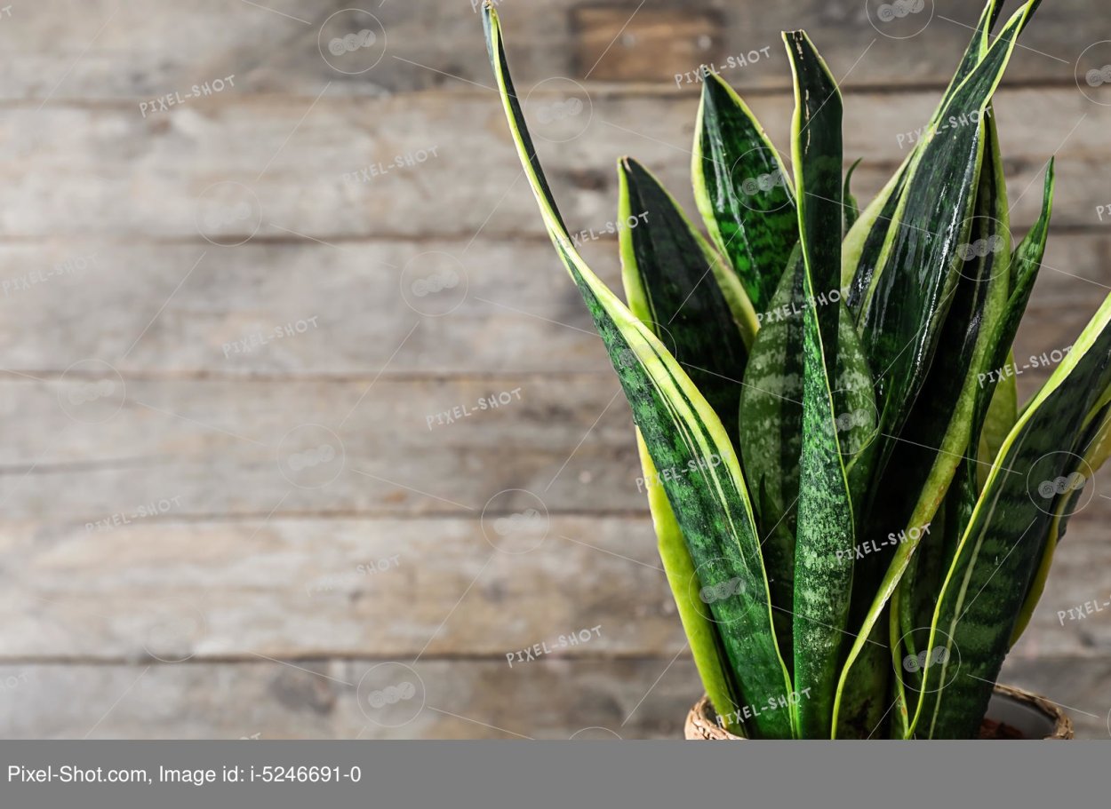 Snake Plant leaves
