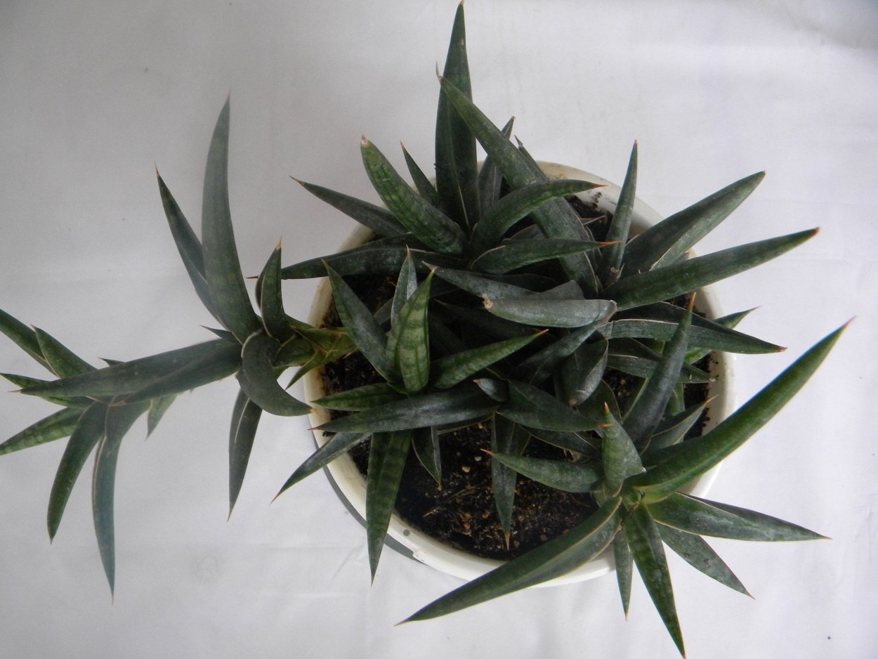 Sansevieria ballyi Minnie