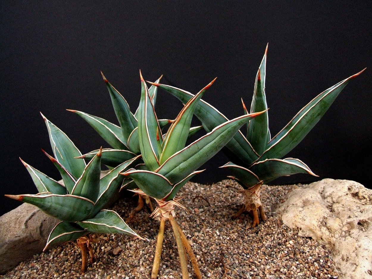 Sansevieria Pinguicula