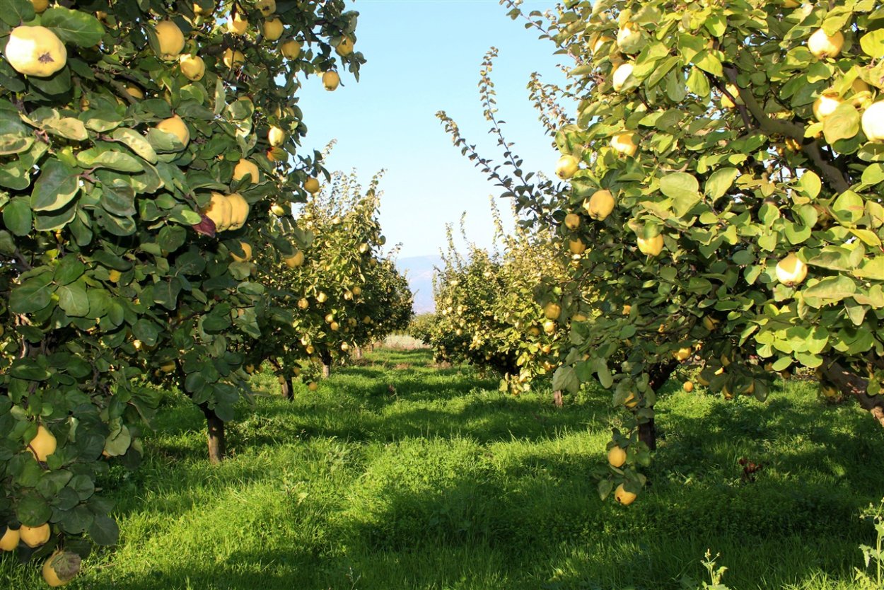 Орехово айвовый сад Дагестан