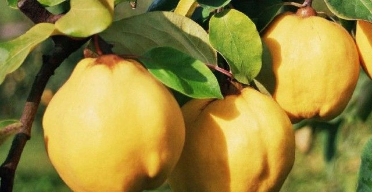 Айва золотой шар