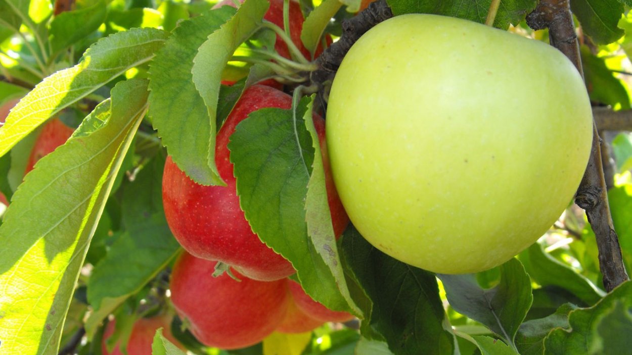 Созревание яблок