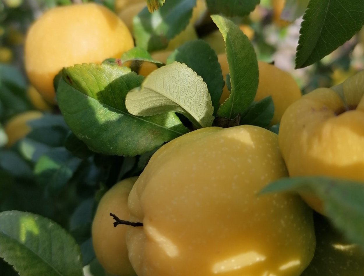 Человек с айвой