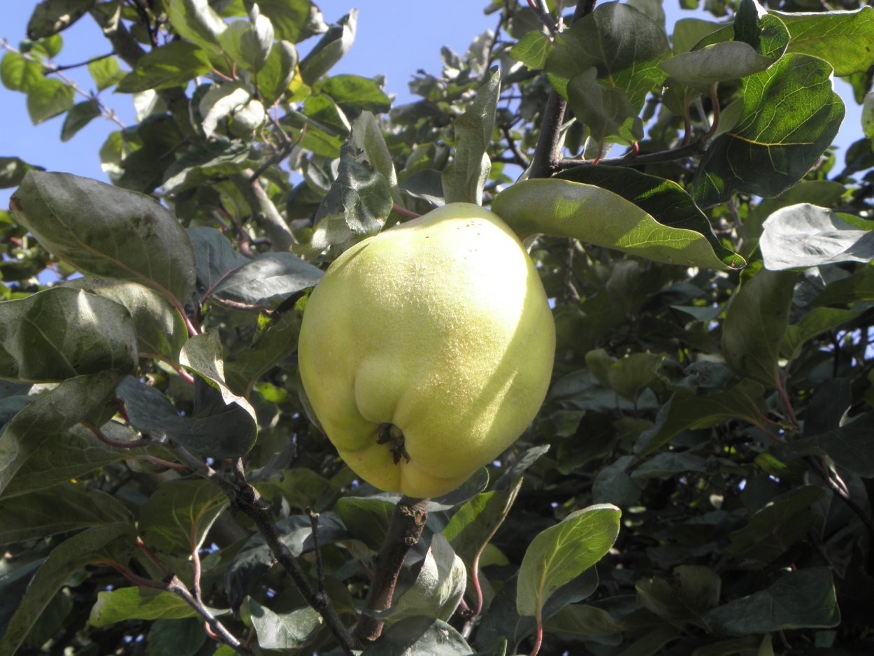 Cydonia oblonga 'Rea's Mammoth'
