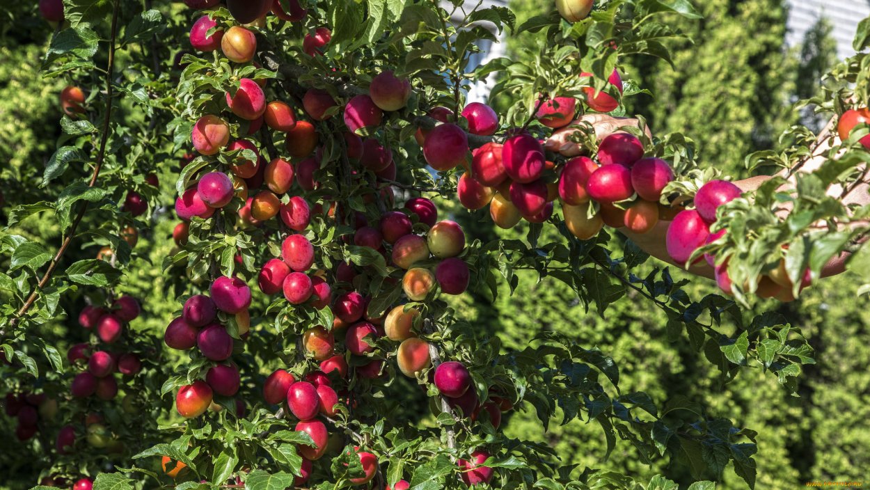 Питомник колоновидная слива саженцы