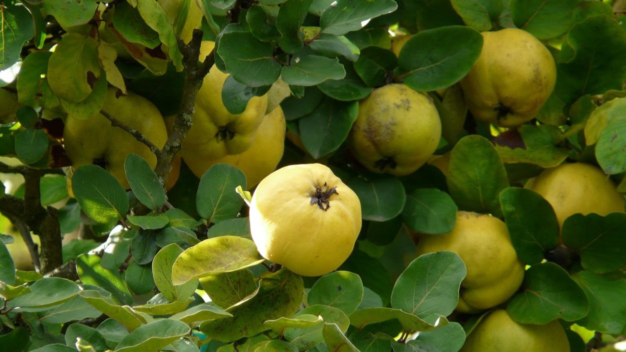 Айва обыкновенная кустарник