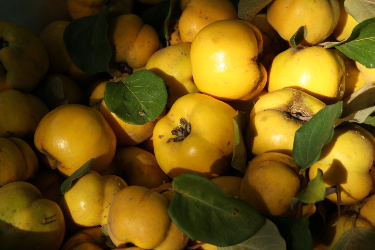 Маленький желтый фрукт похожий на айву