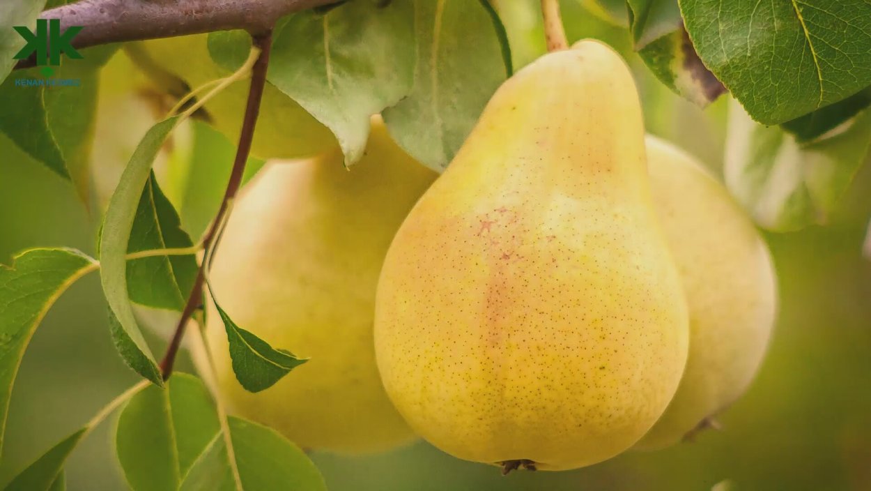 Груша Бартлетт