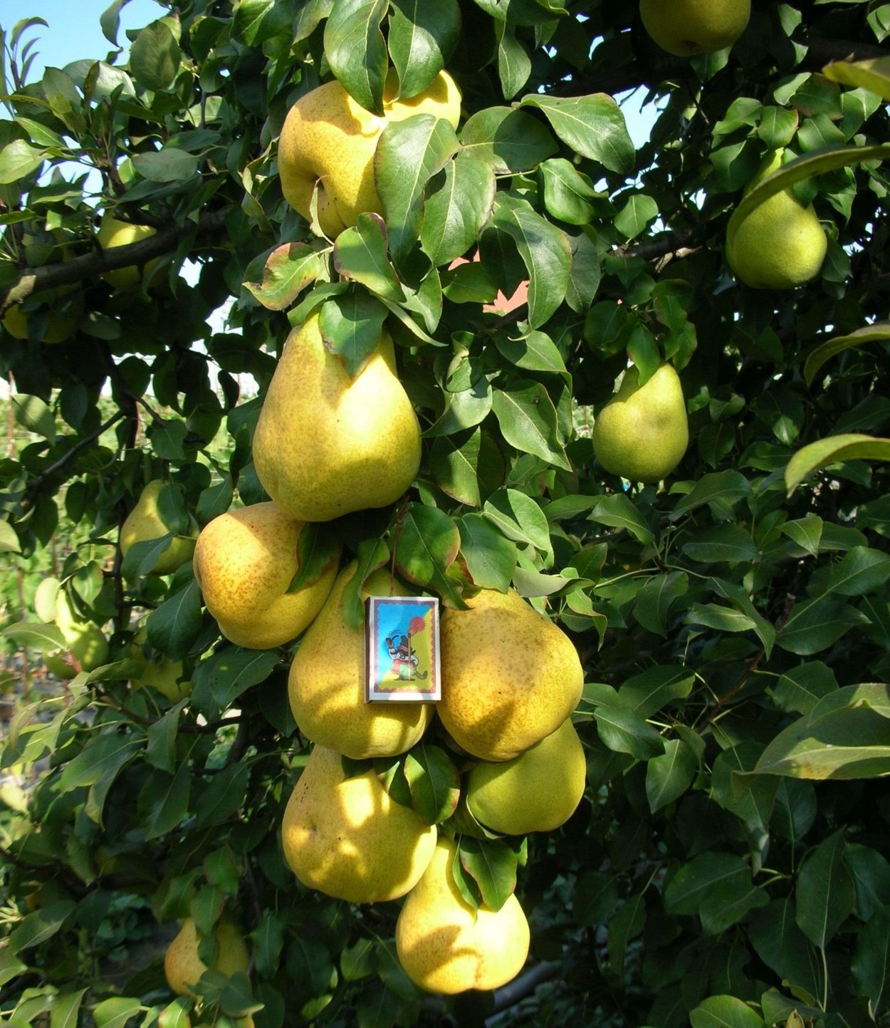 Груша колоновидная Найт верт