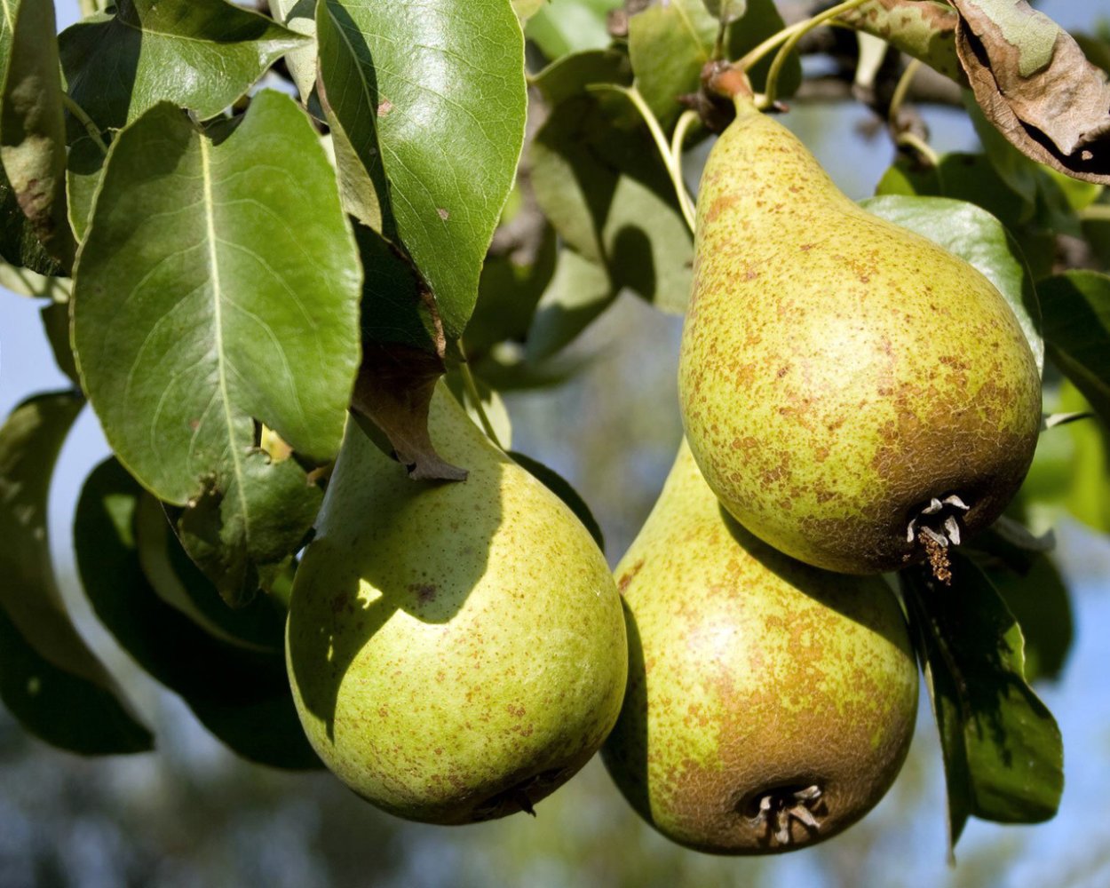 Груша бере Жиффар
