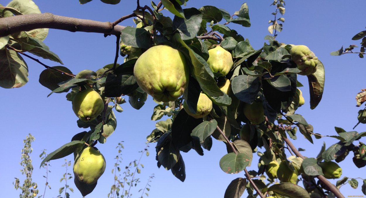 Айва фрукт дерево