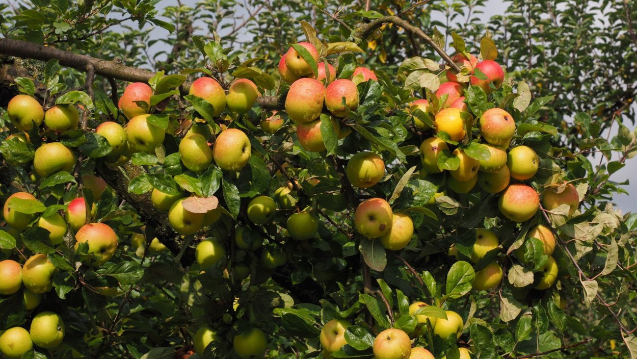 Яблоня Мадонна