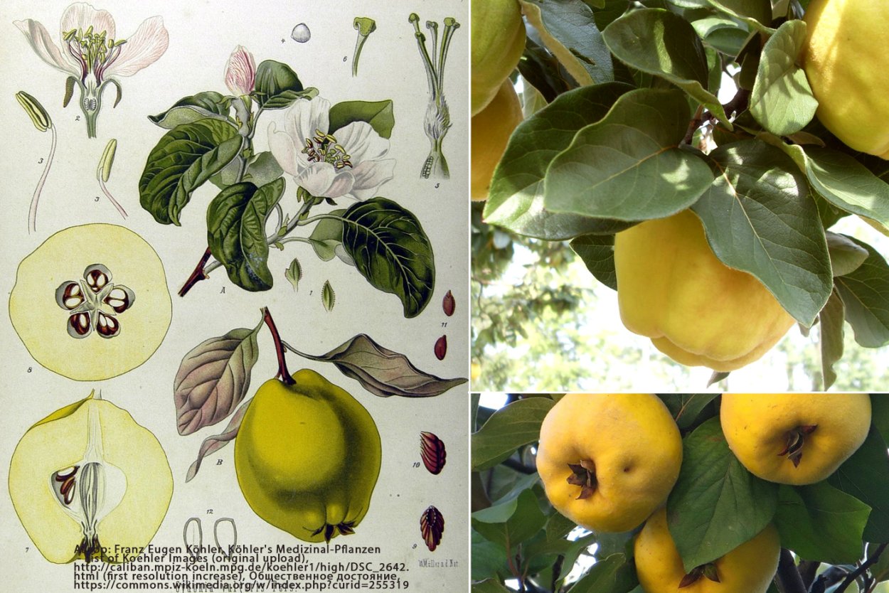 Айва обыкновенная листья