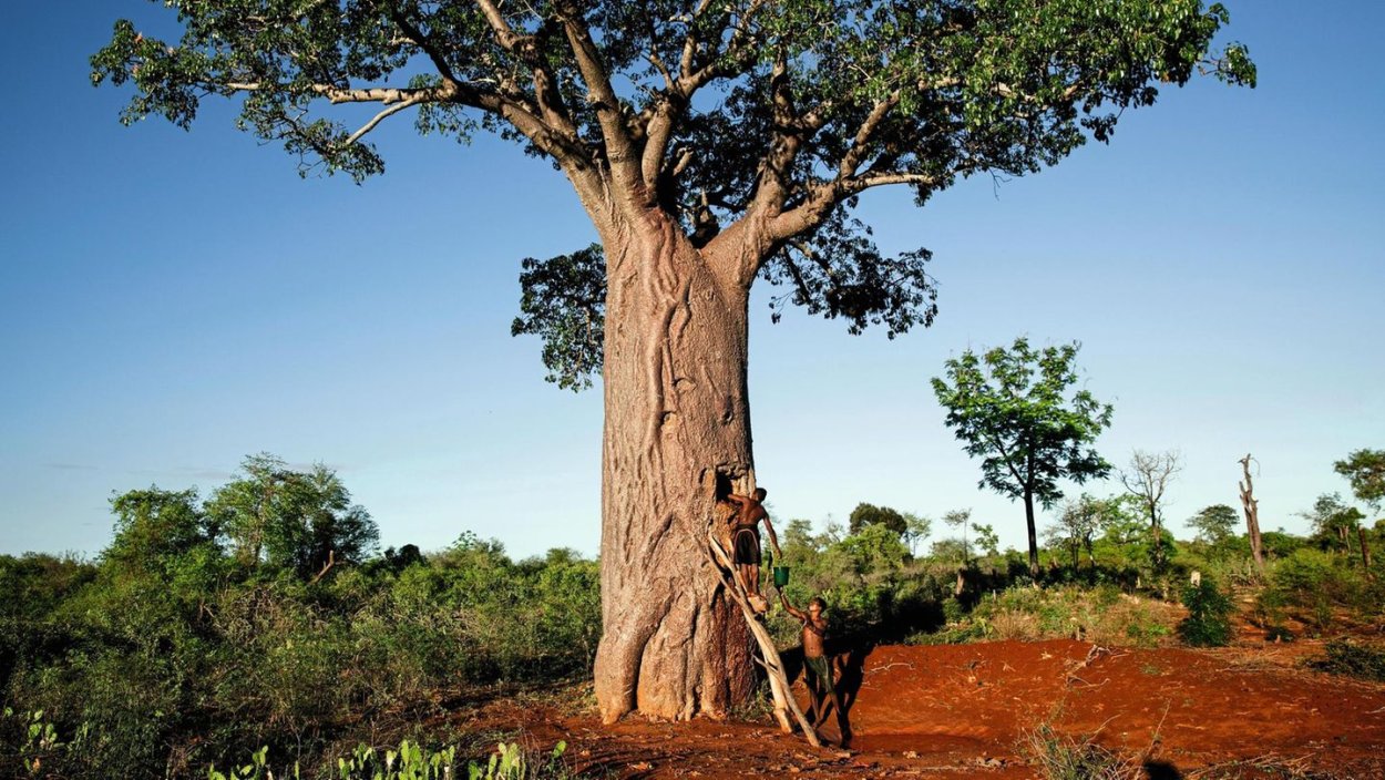 Адансония за