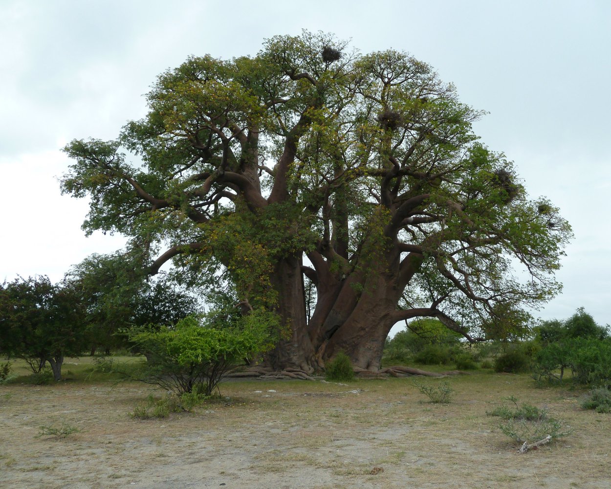 Баобаб digitata