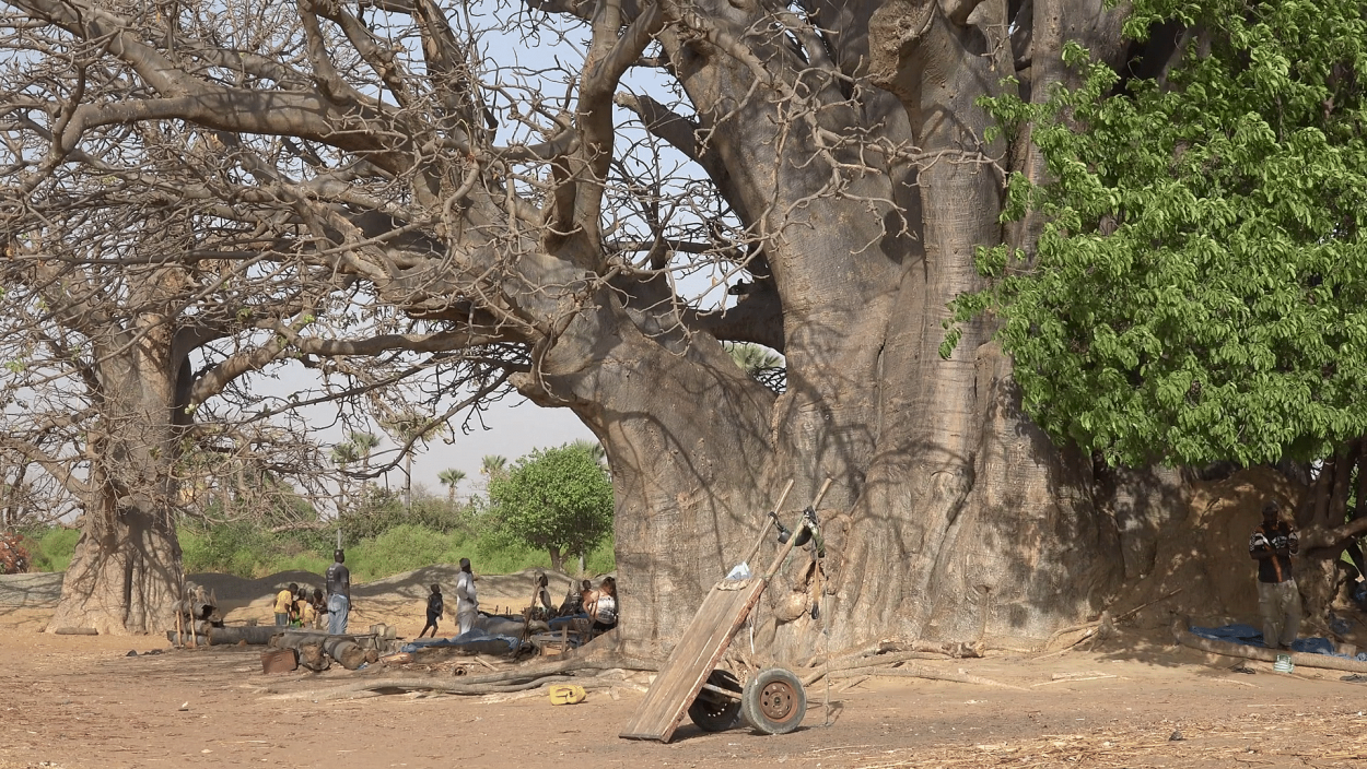 Баобаб Сенегал 6000
