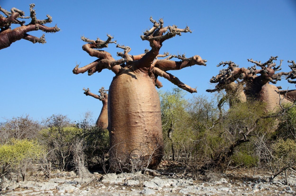 Баобаб «тюрьма дерби»