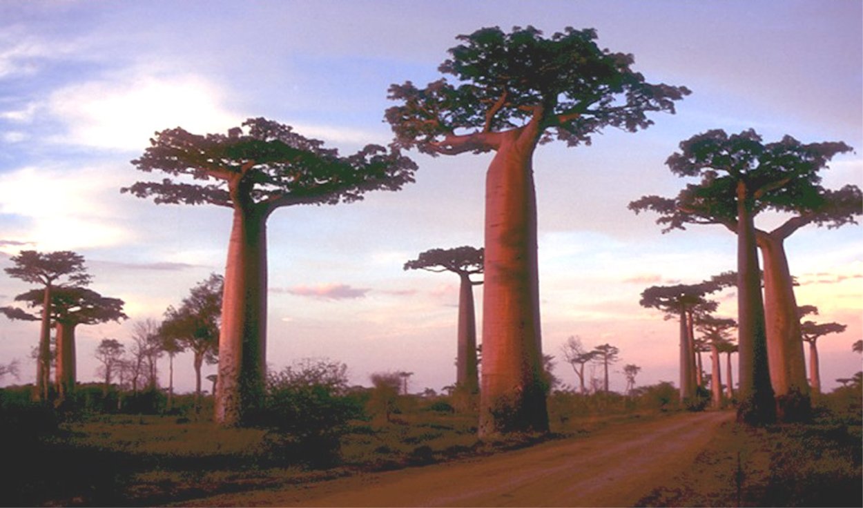 Баобаб семейство бомбаксовых