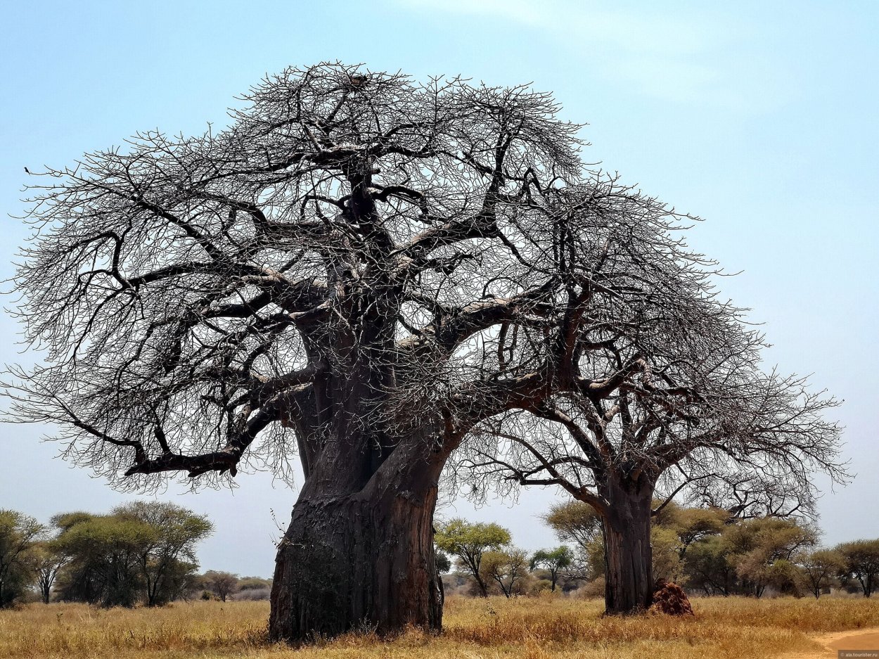 Баобаб в Сухуми