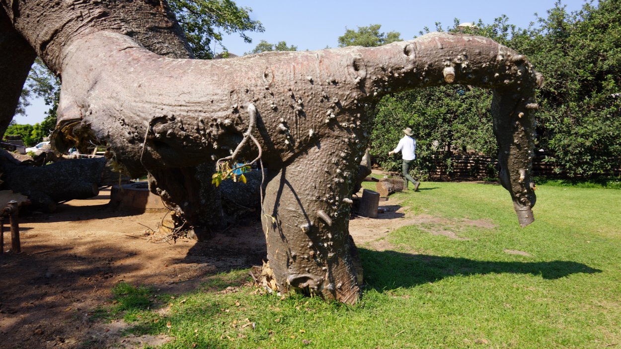 Баобаб распил