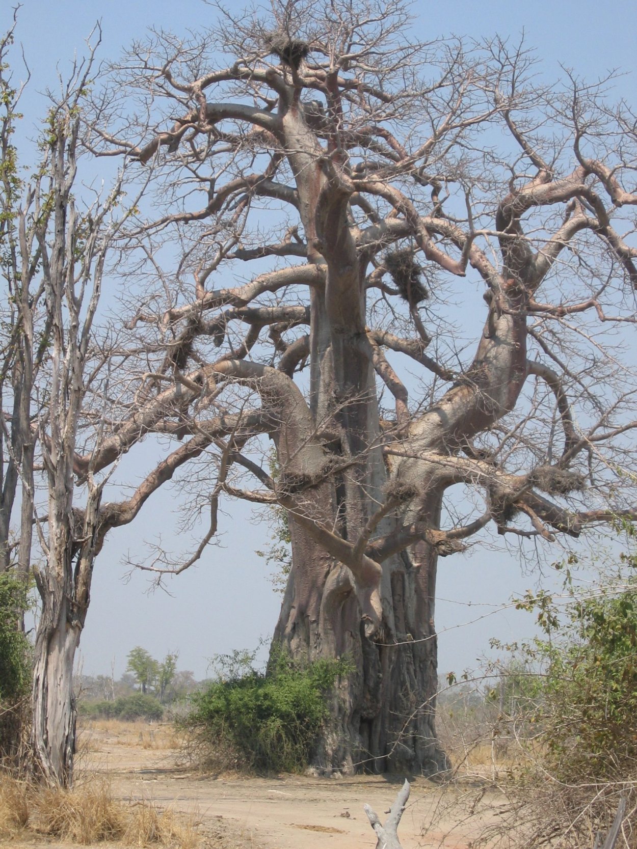 Одинокий баобаб