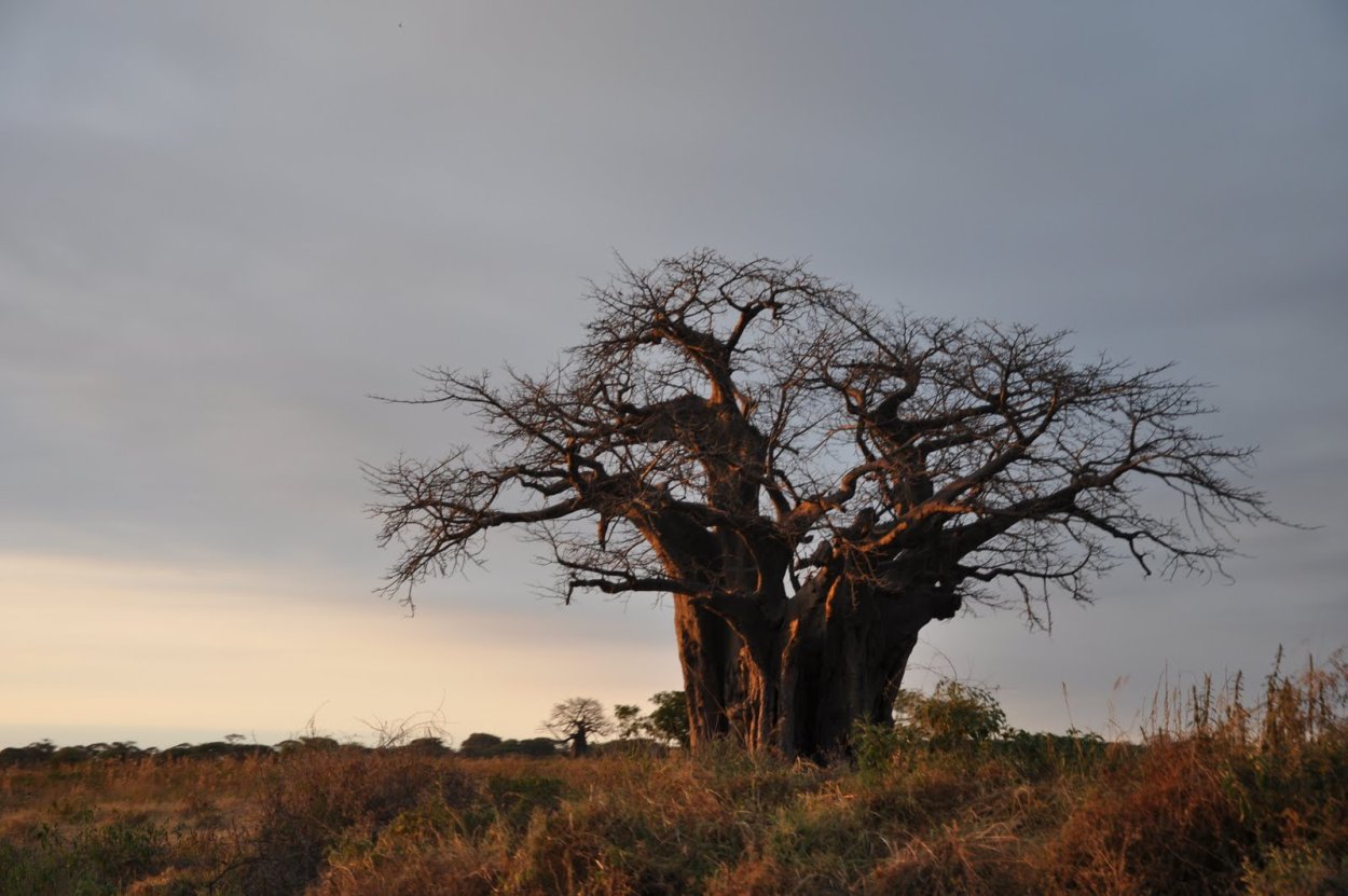 Сантис баобаб Занзибар