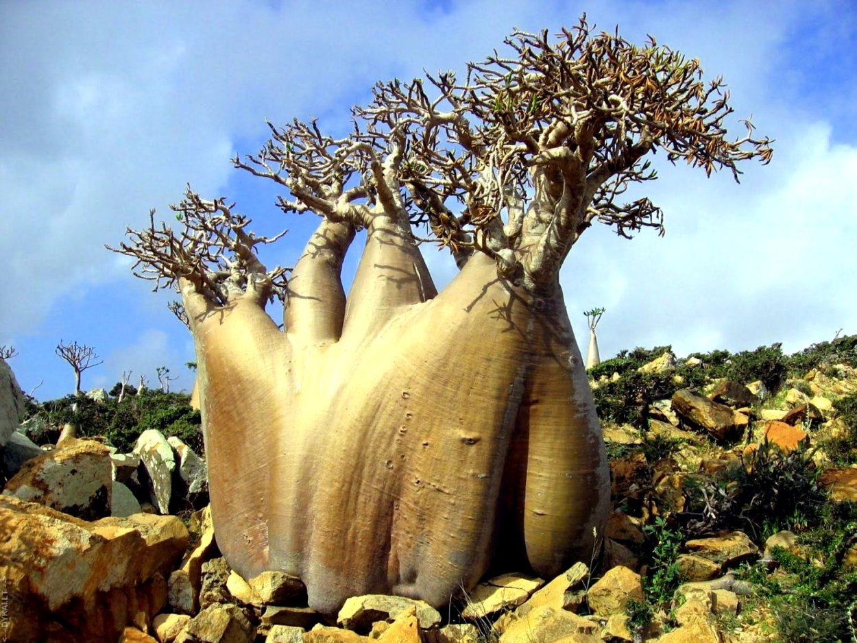 Архипелаг Сокотра