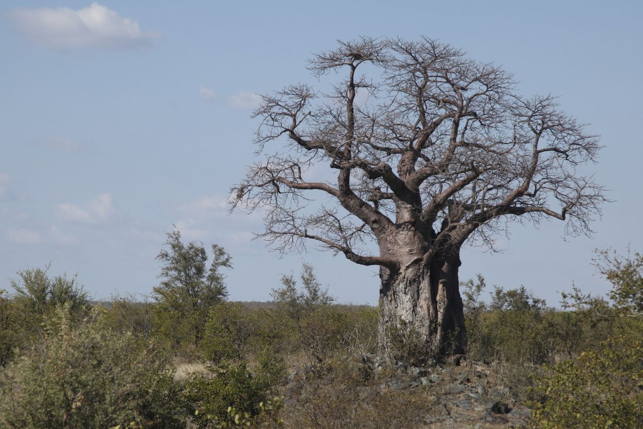 Баобаб эндемик