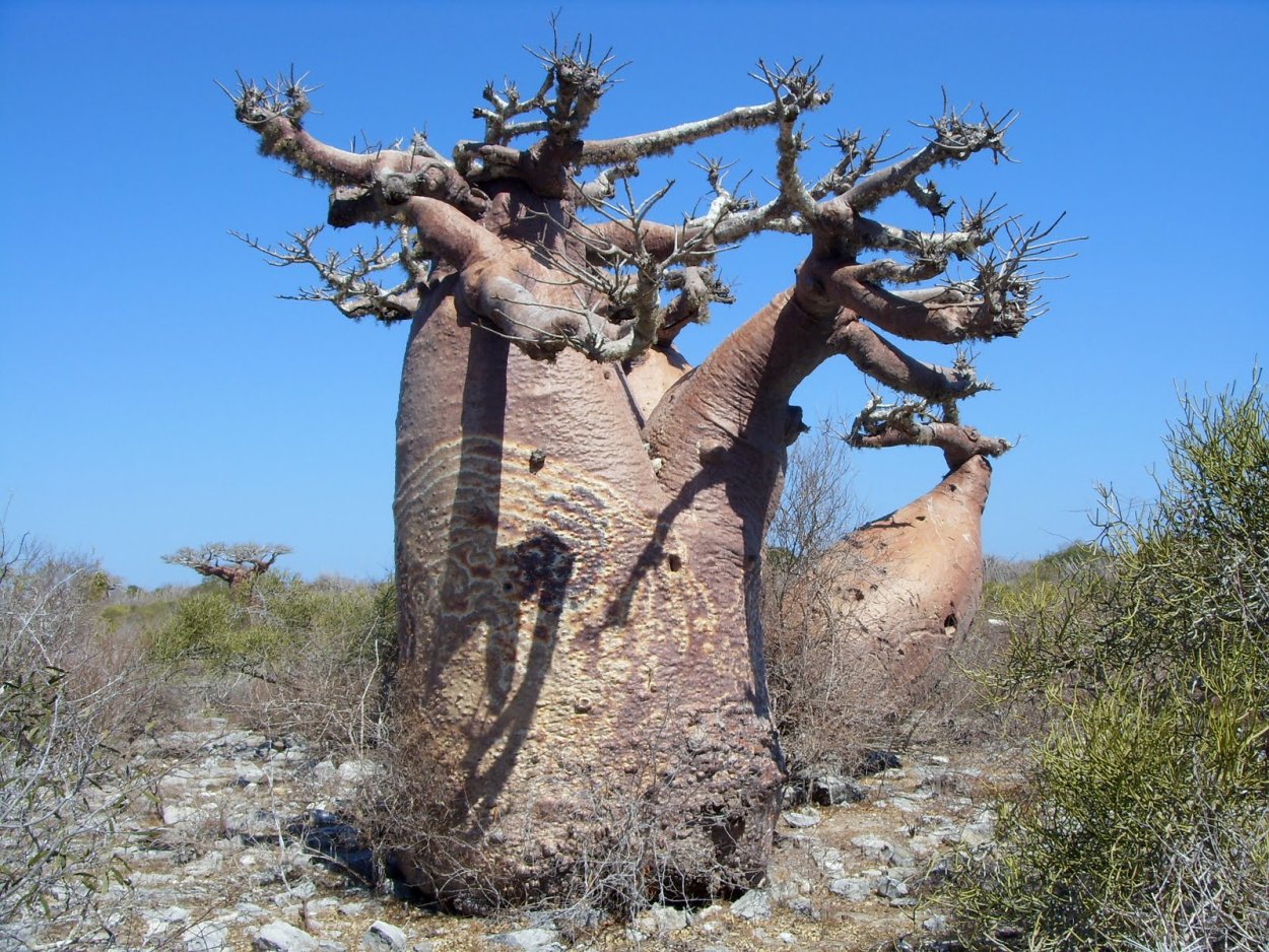 Баобаб великан