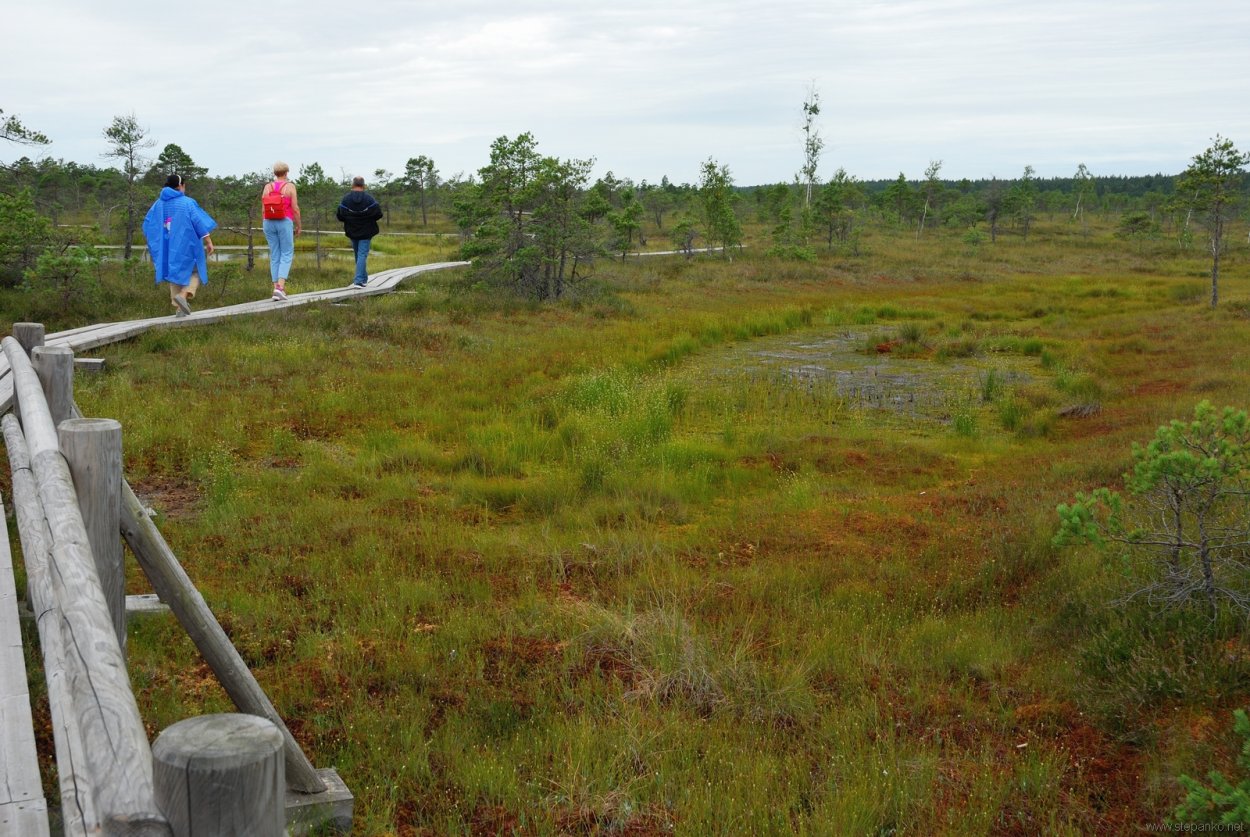 Никандровское болото