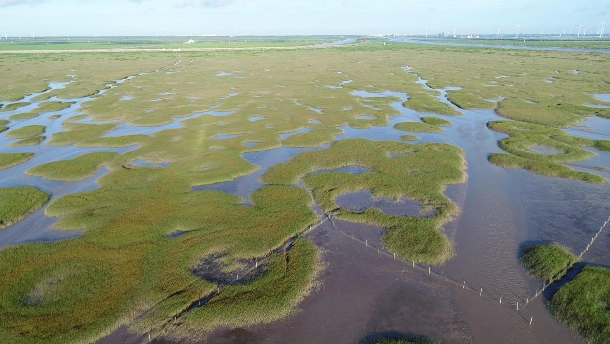 Солончаки болота