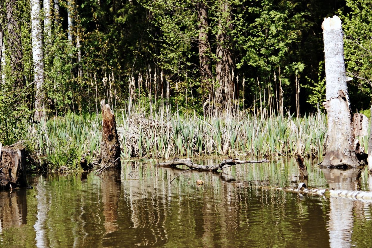 Заброшенные Луизиана болота