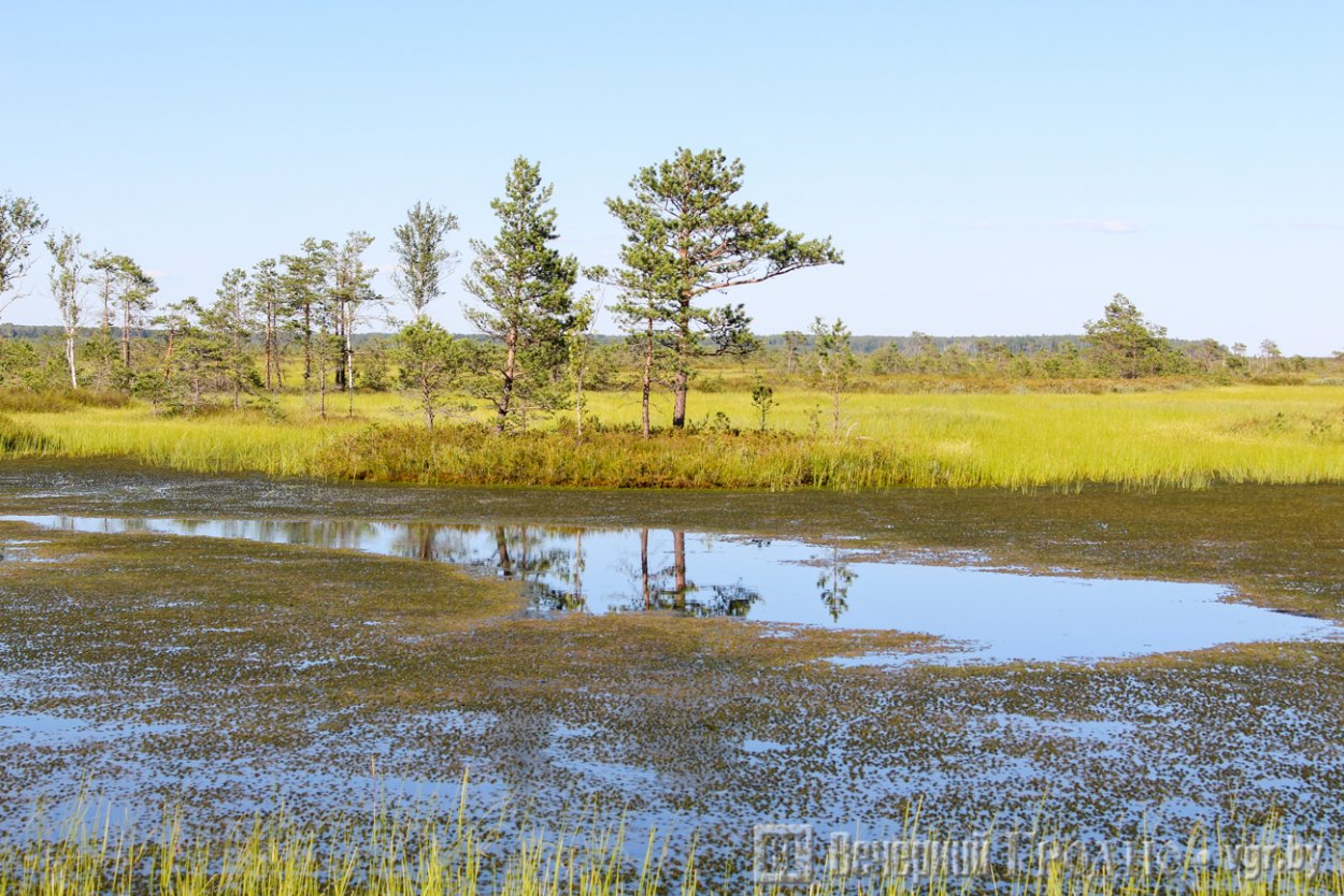 Болота Беларуси