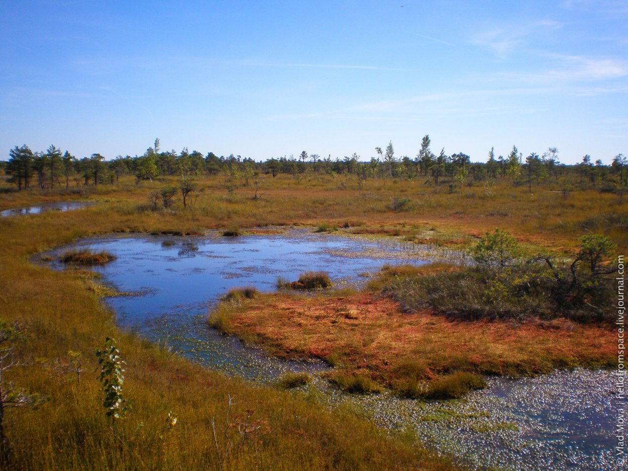 Гнилое болото