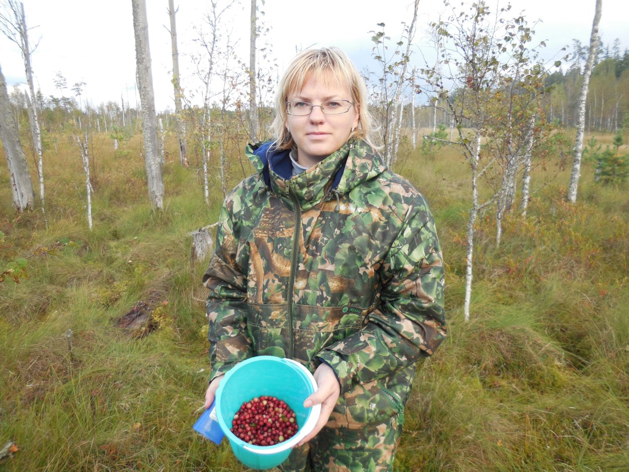 Междуреченский район клюква