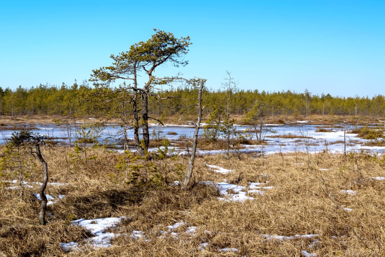 Сестрорецкое болото сосняки