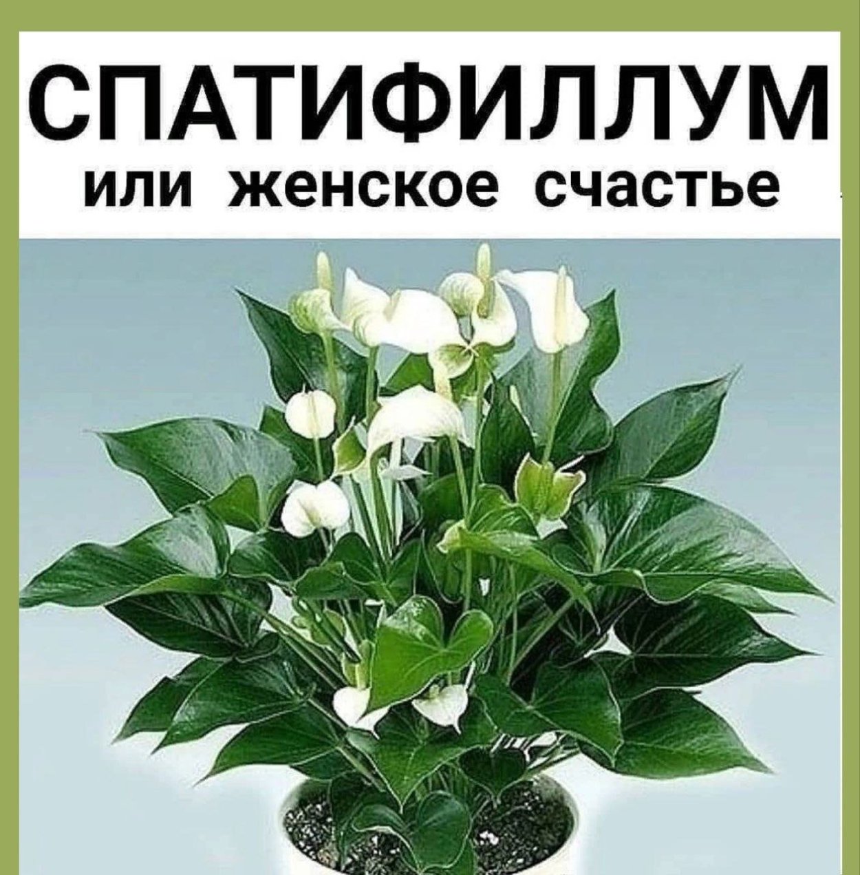 Спатифиллум предание