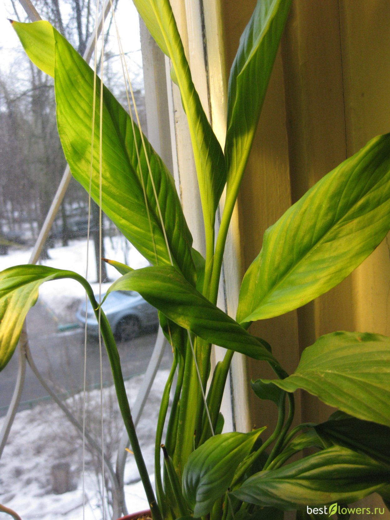 Спатифиллум Лемон лайм