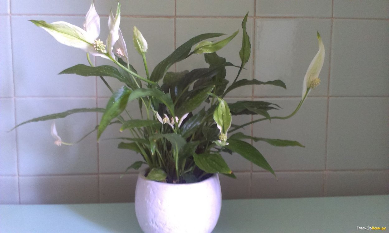 Спатифиллум Корто 12/35