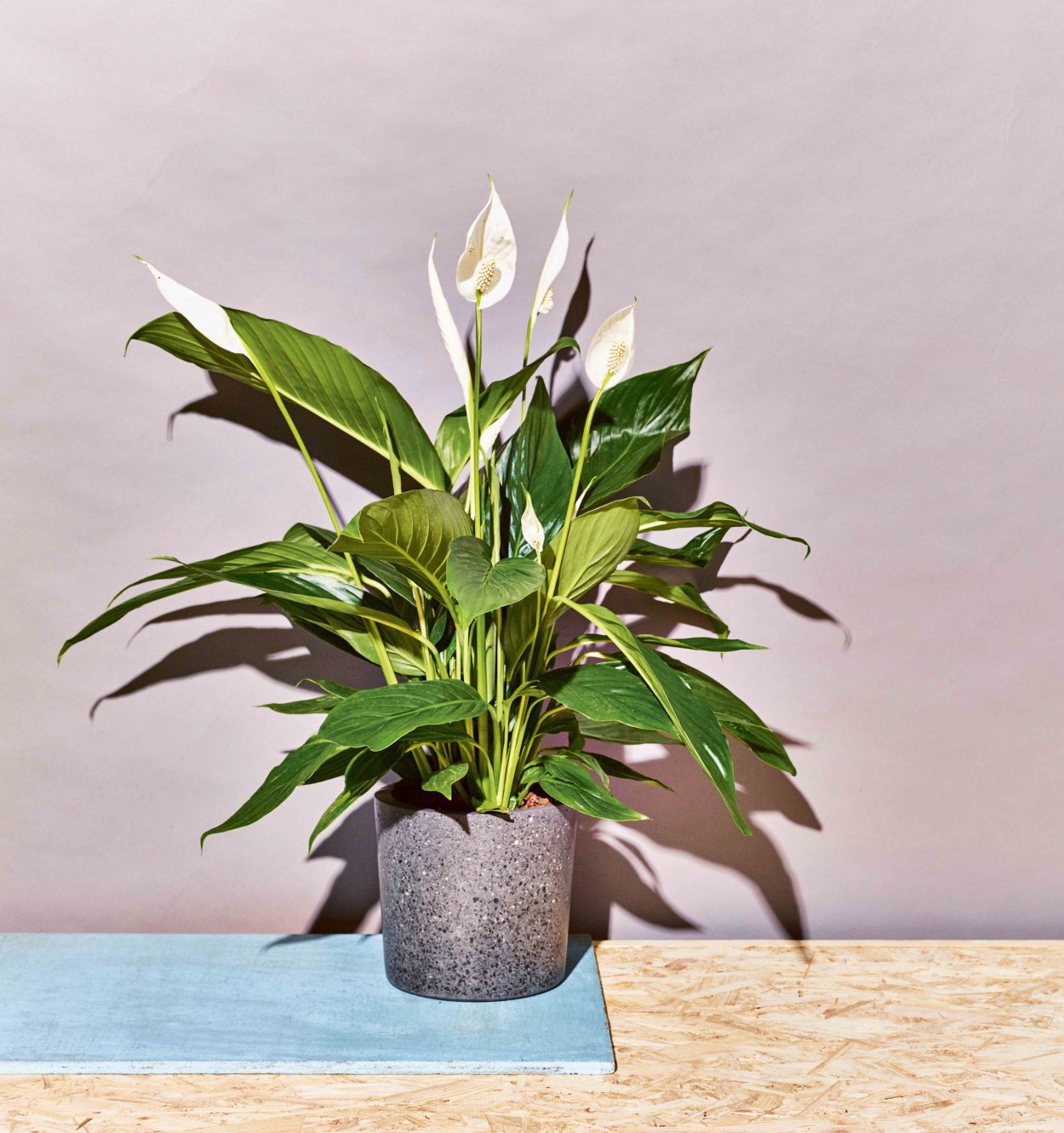 Спатифиллум Джереми Плант