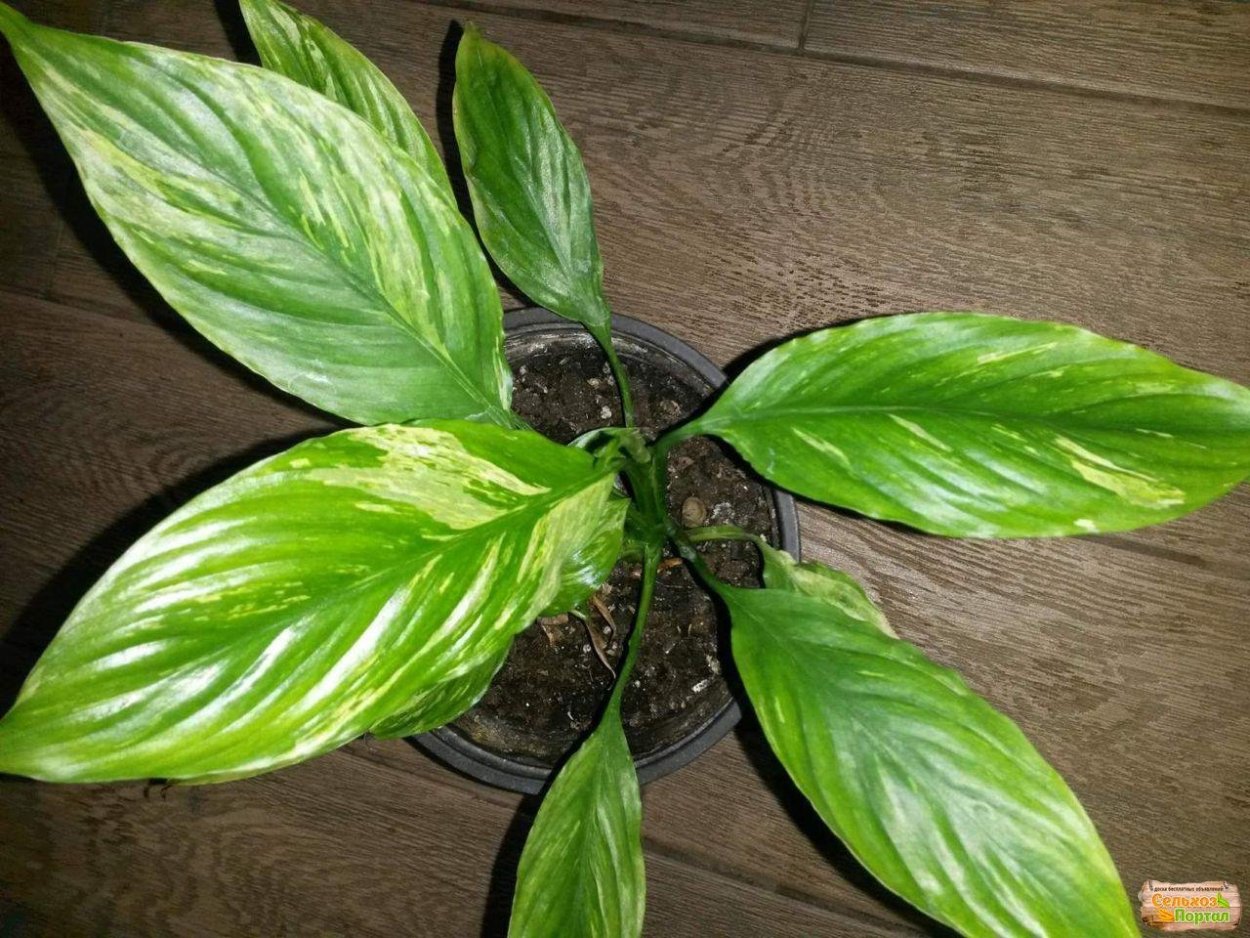 Спатифиллум Дели