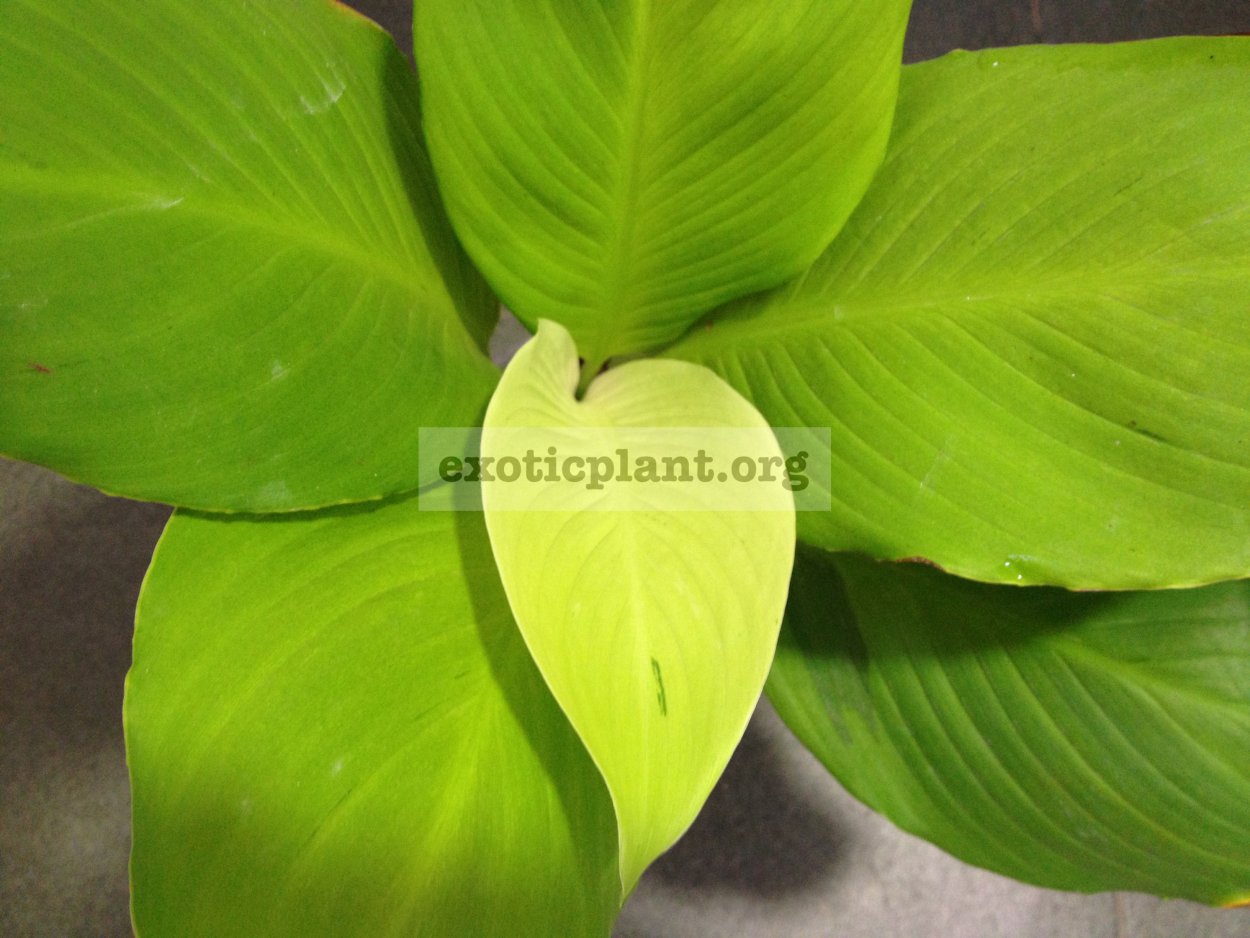 Спатифиллум сатин Голд