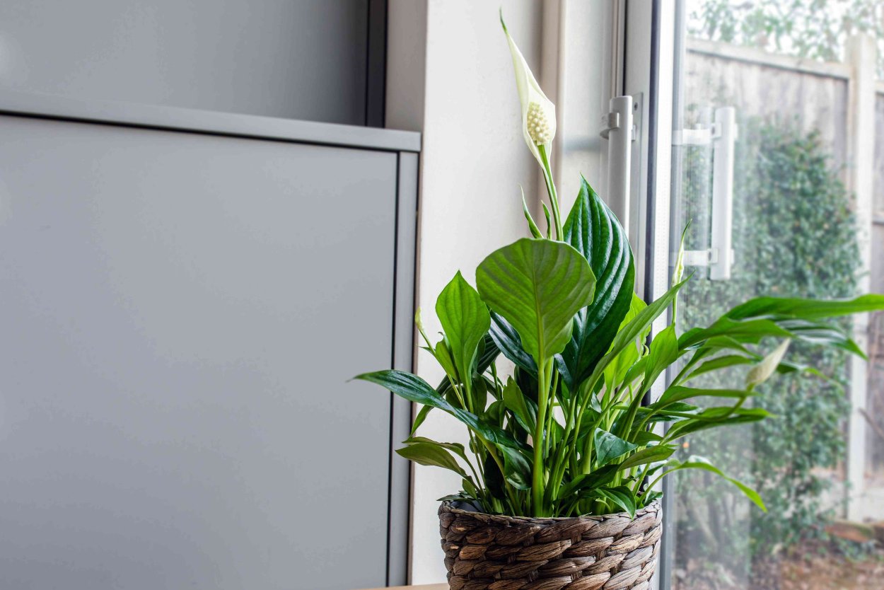 Спатифиллум в спальне