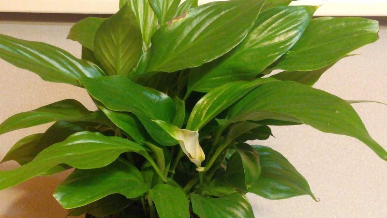 Спатифиллум Голд