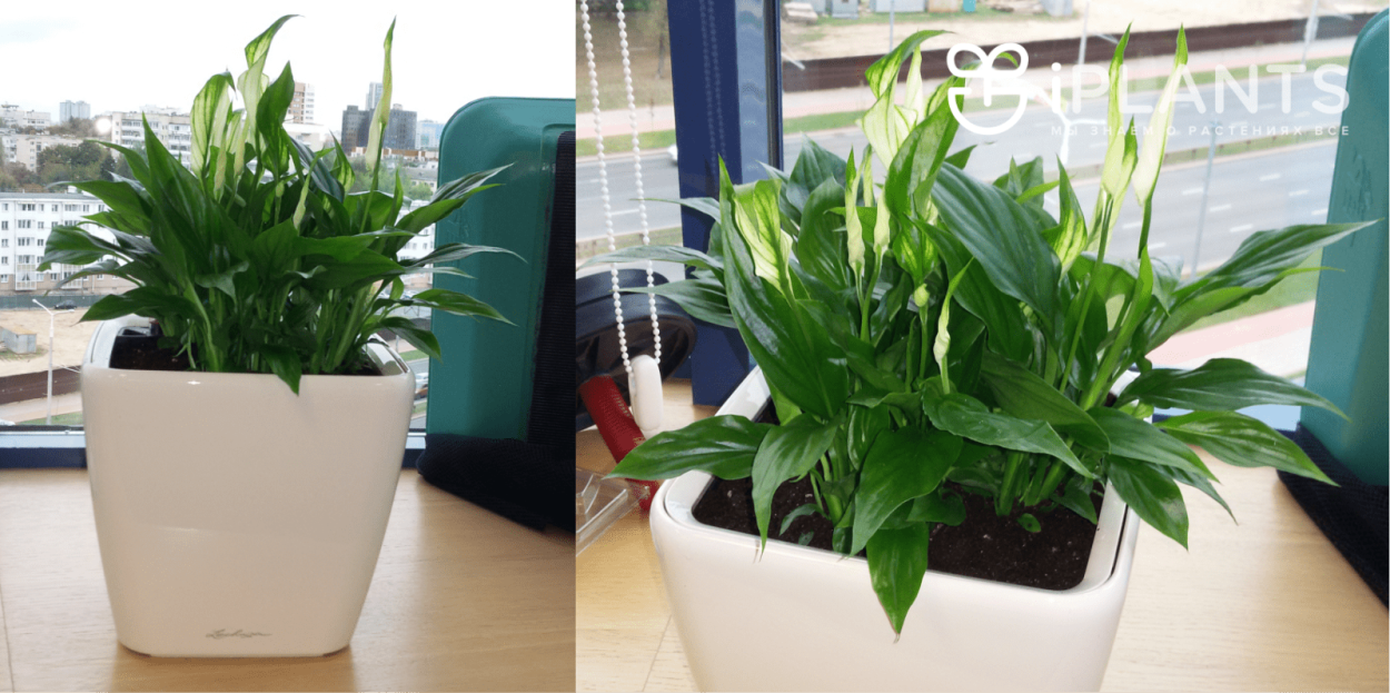 Спатифиллум d12 tim